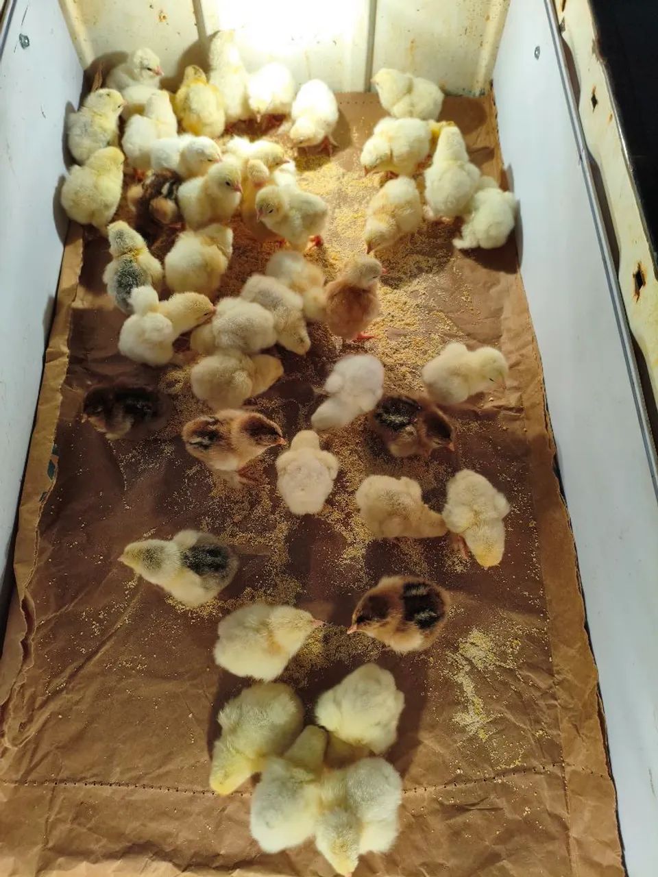 Pintinhos  - Foto 2