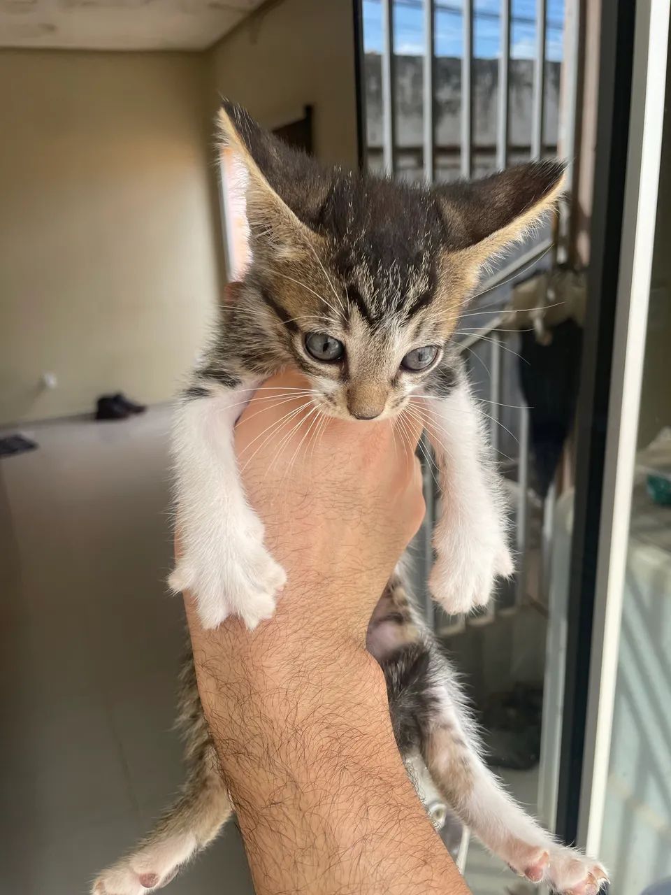 MACHO P/ DOAÇÃO - Foto 2