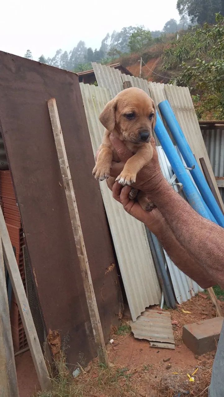 Cachorro - Foto 4