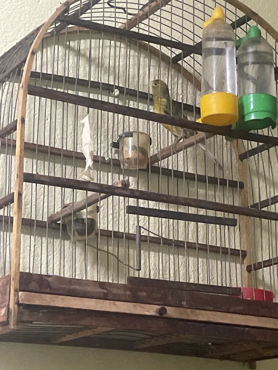 Vendo barato dois machos 