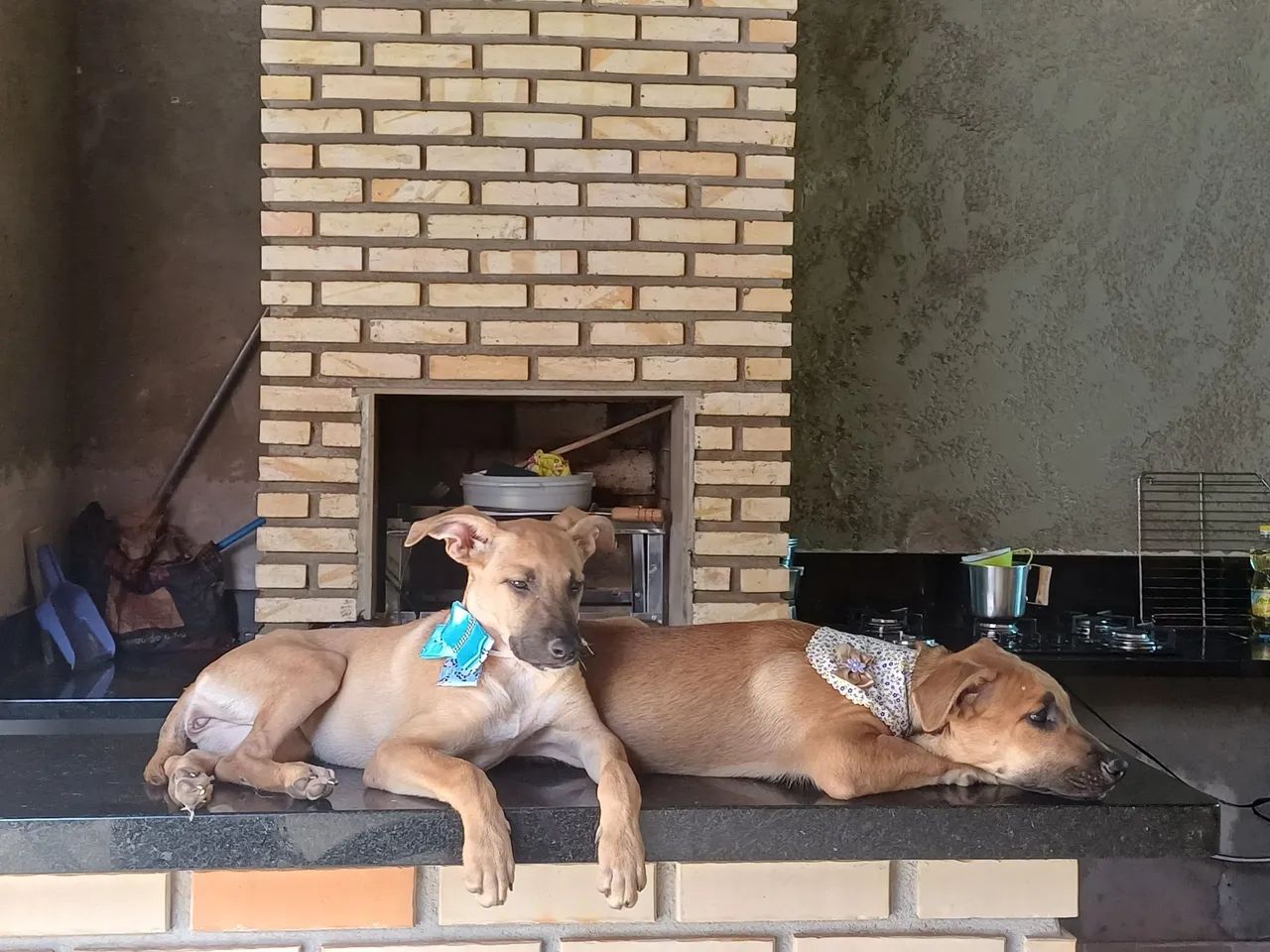 Adoção responsável com castração garantida  - Foto 3