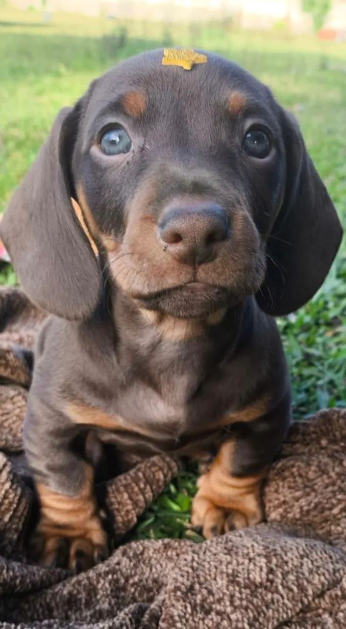 48_DACHSHUND FILHOTES 