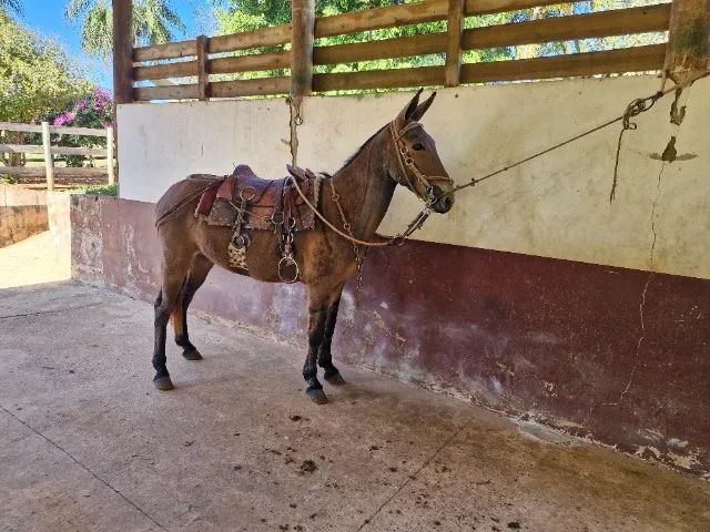 Burro  - Foto 3