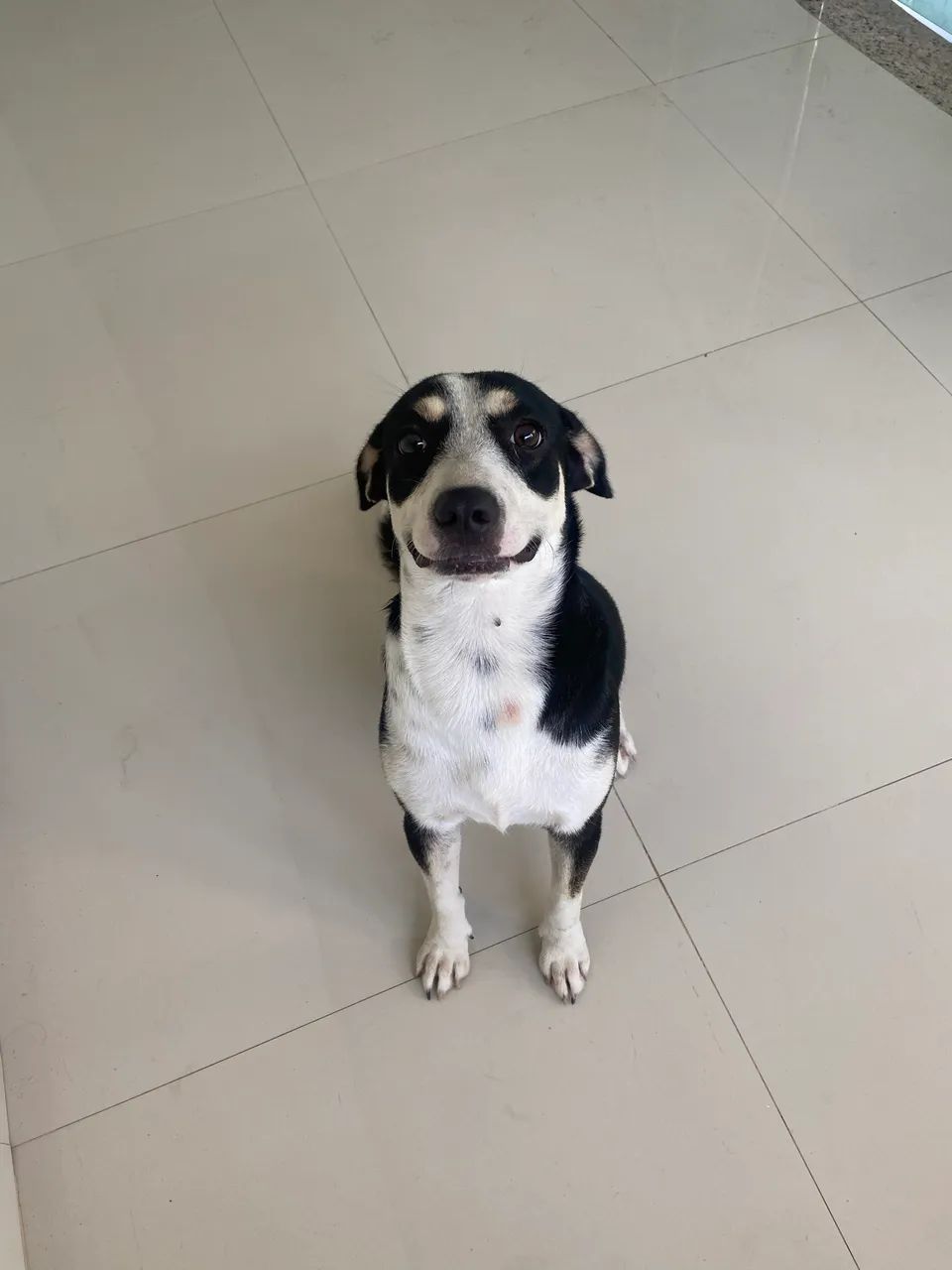 doação de cachorro  - Foto 4