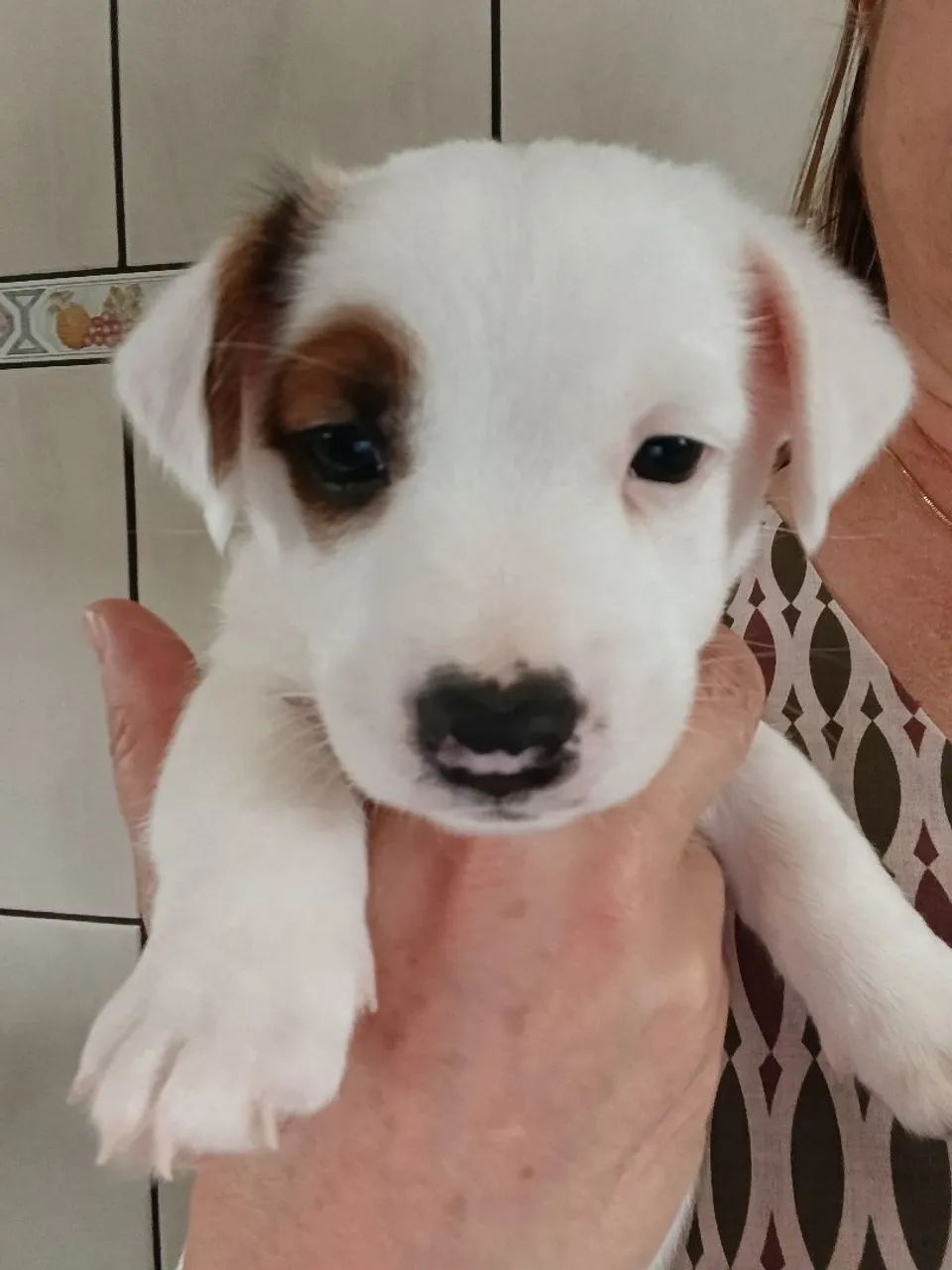Jack Russell Terrier  - Foto 3