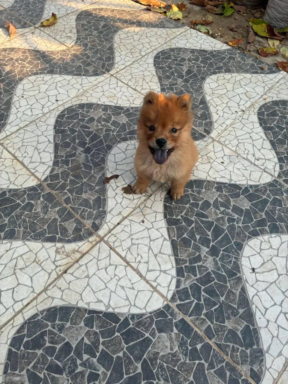 Chow Chow  - Foto 2