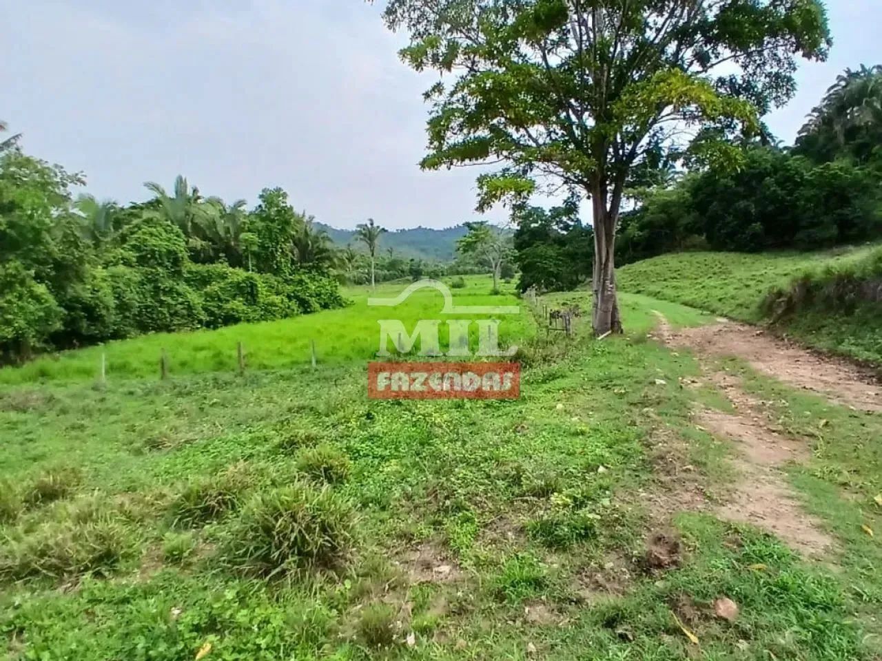 Fazenda 254 Alqueires (1.229 hectares) Xambioá - TO - Foto 2