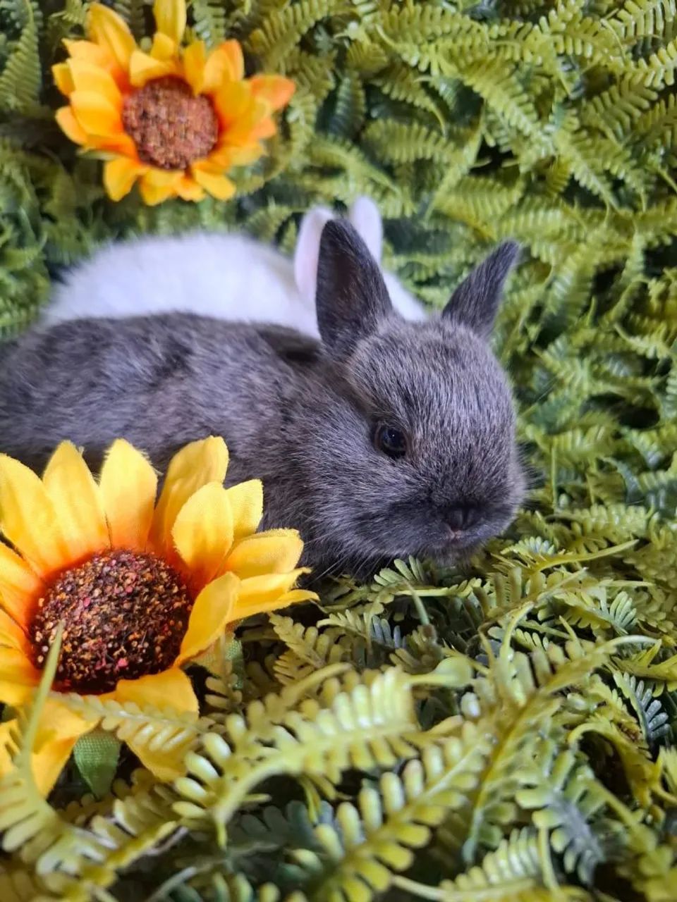Coelhos netherland dwarf 