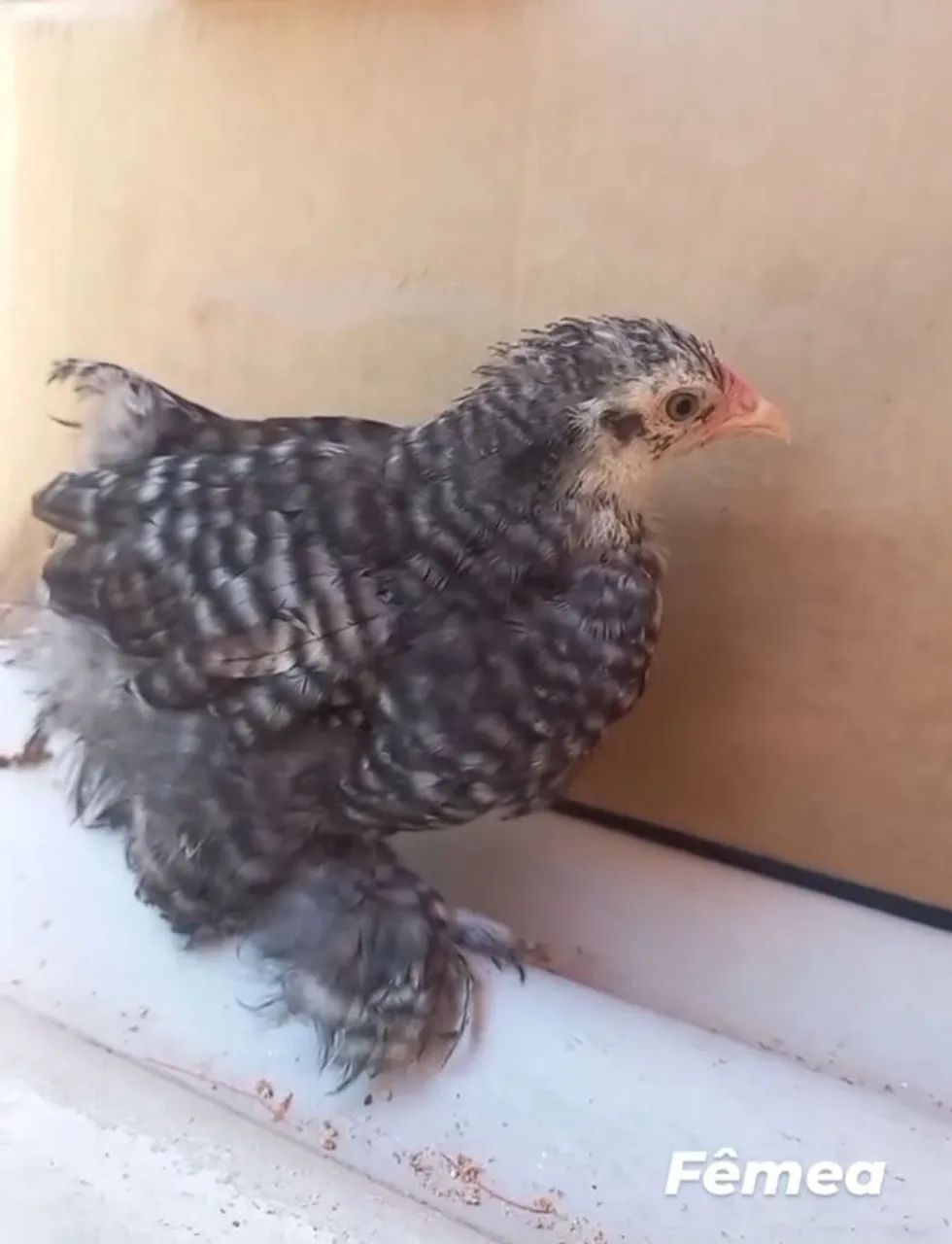 Galinhas e galos de mini cochin - Foto 5