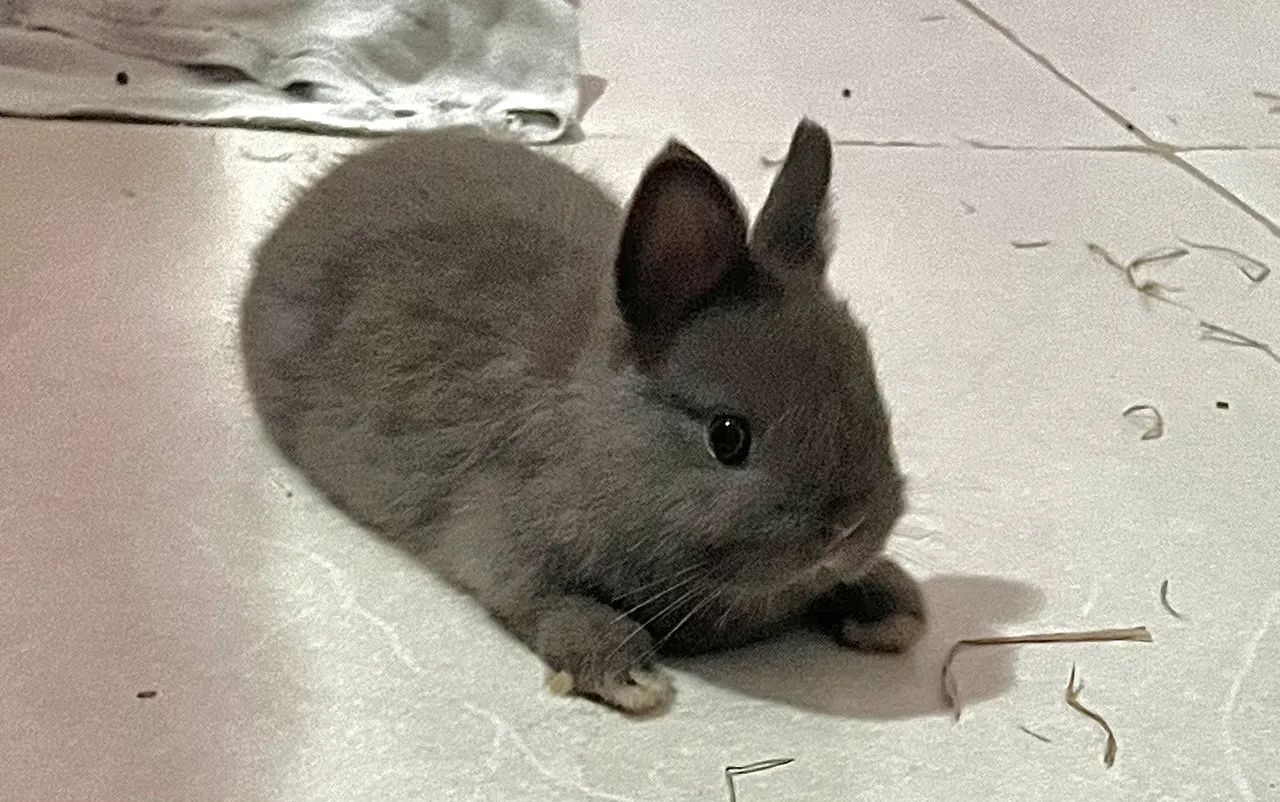 Coelho Raça Netherland Dwarf  Marrom - Entrega em Niterói