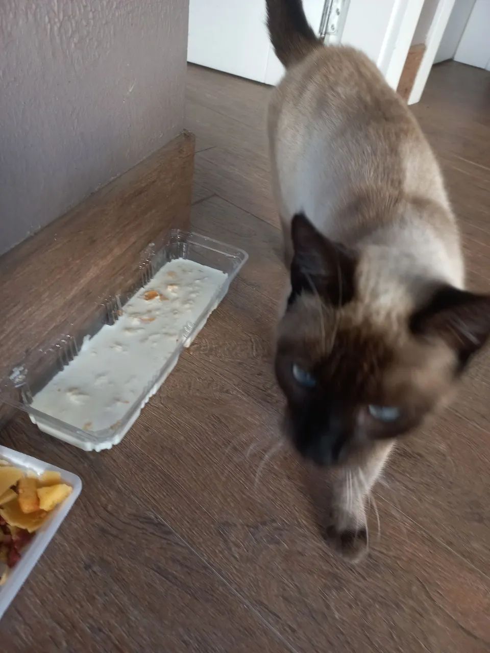 Gata siamês - Foto 4