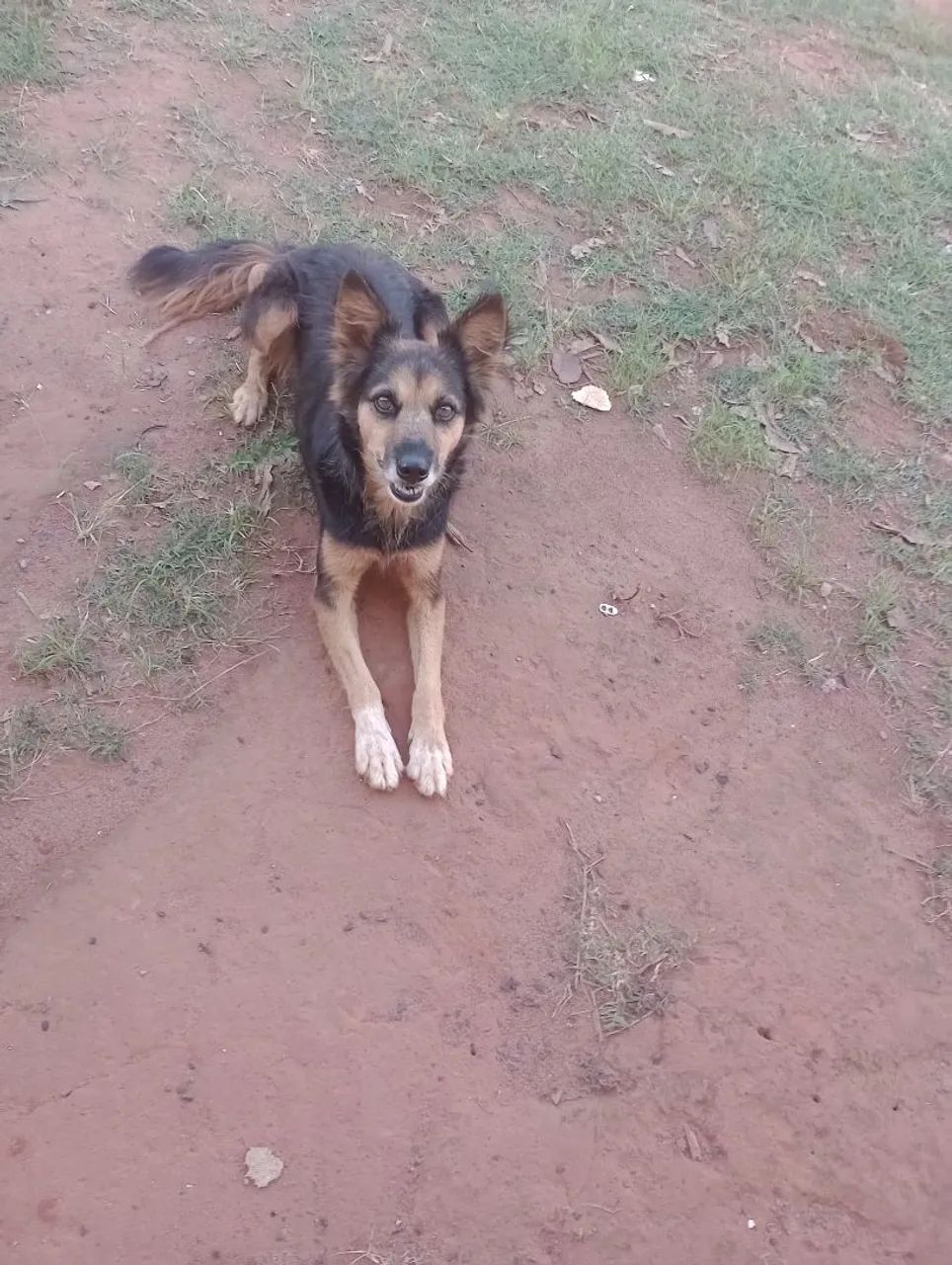 Doação de uma cachorra - Foto 5