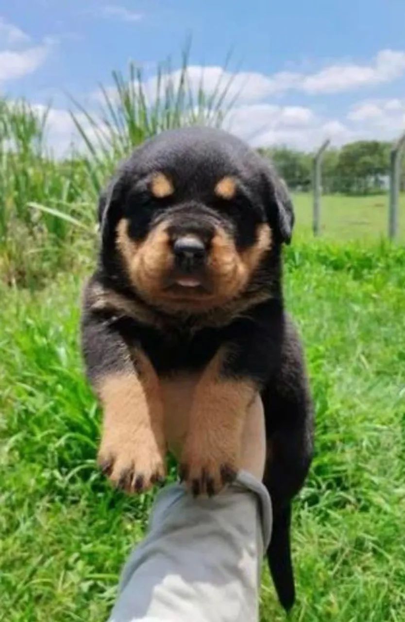 Rottweiler alemão big  - Foto 2