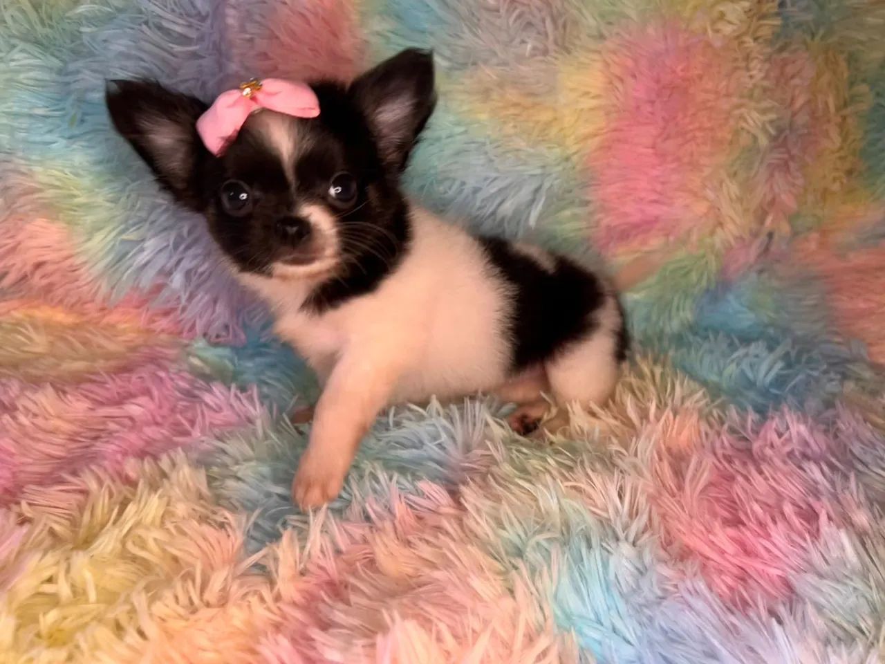 Chihuahua fêmea Pêlo longo preto com branco e castanho.  Uma fofurinha, alegre e cheia de  - Foto 6