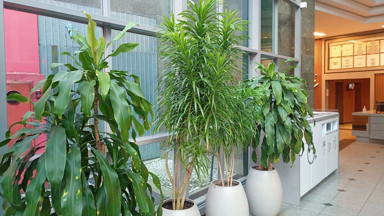 Jardim  - Foto 3