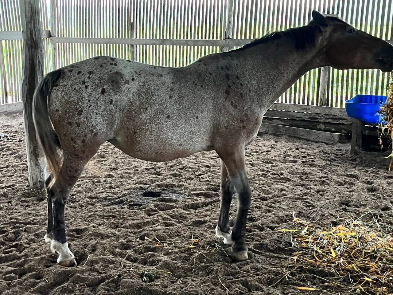 Cavalos para venda ou troca - Foto 2