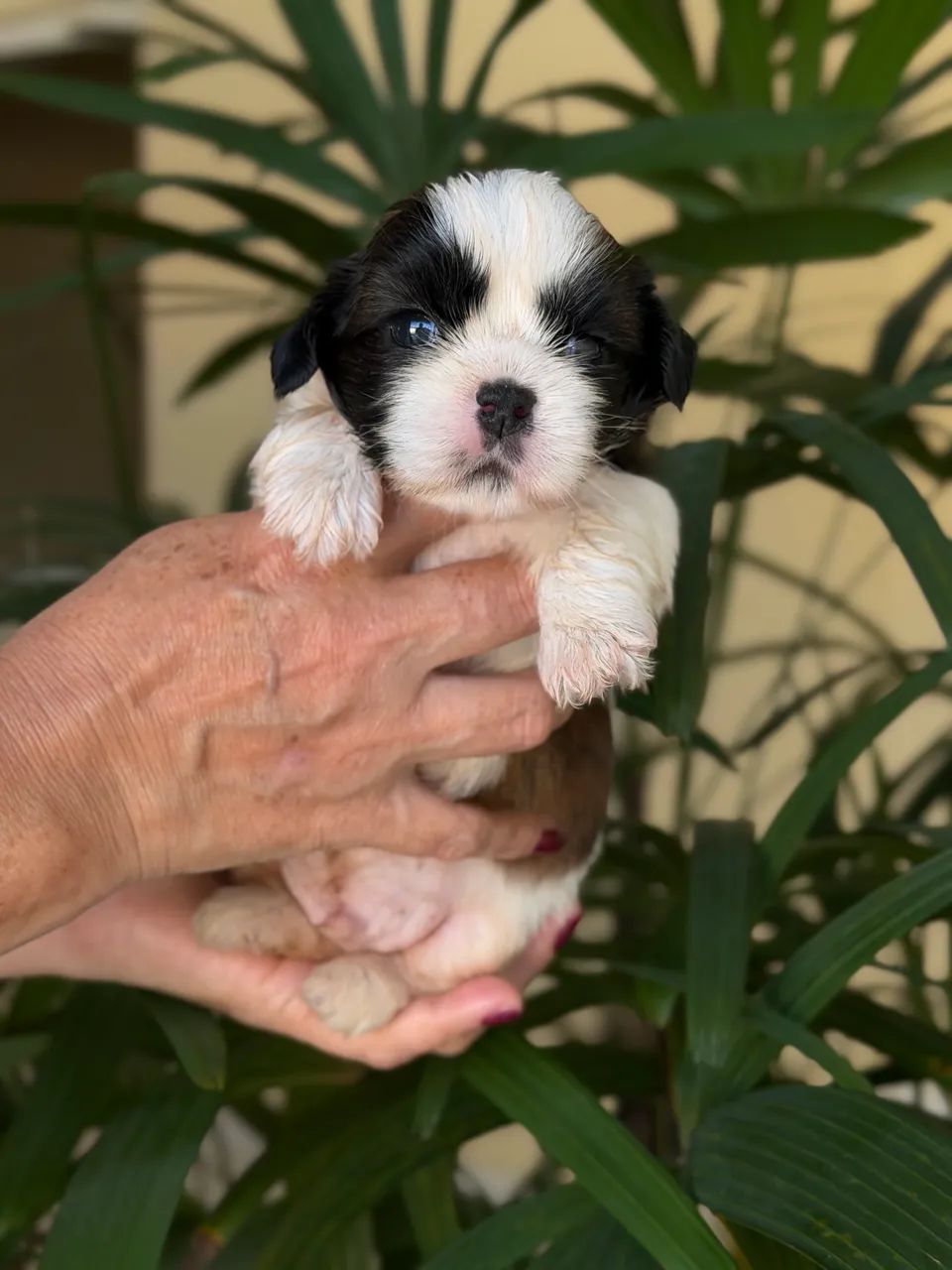 Shih-tzu macho  - Foto 4