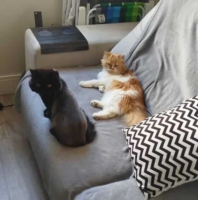 Barbada - Último filhote de Persa com procedência - Foto 4