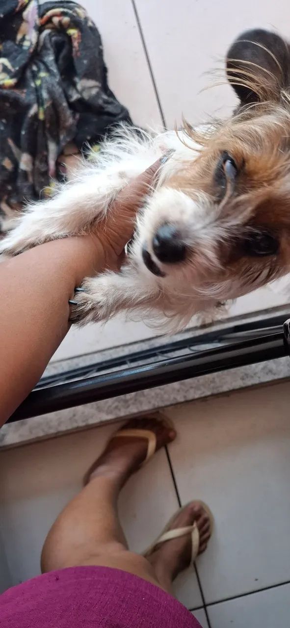 Doa - se cachorrinha - Foto 2