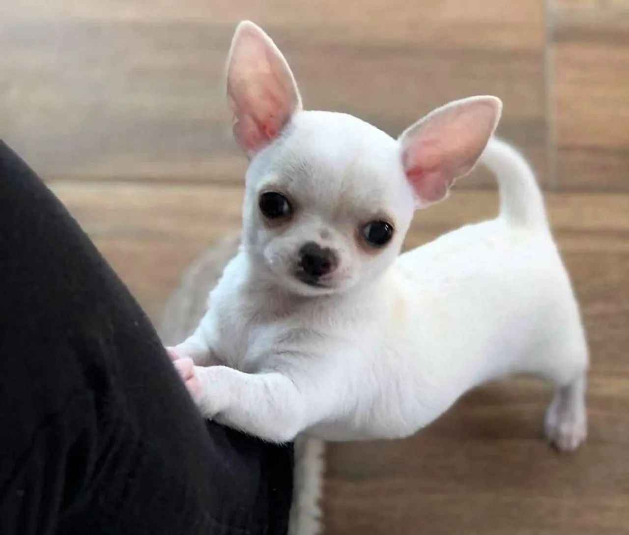 Chihuahua - Foto 4