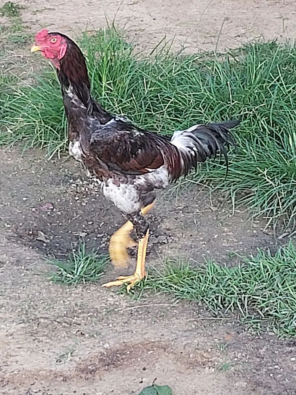 Vendo frangos grandes, selecionados para galo