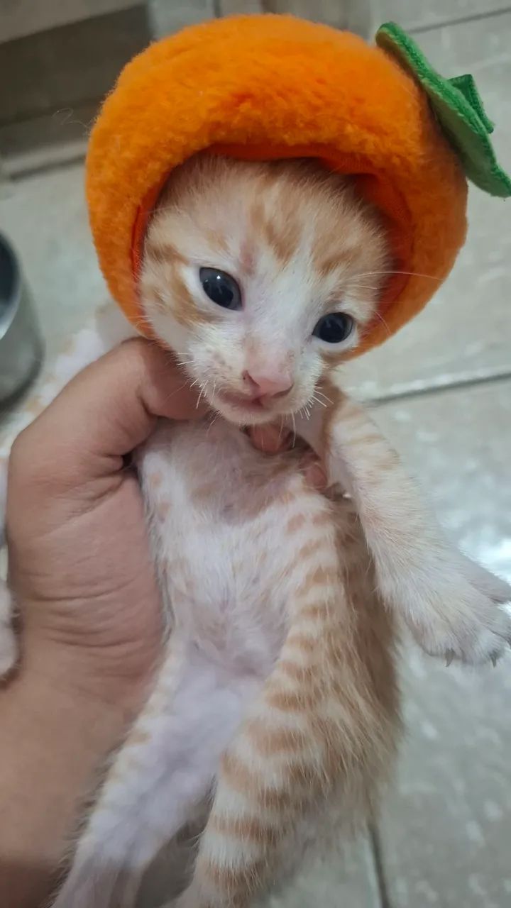 filhotes de gato. - Foto 4