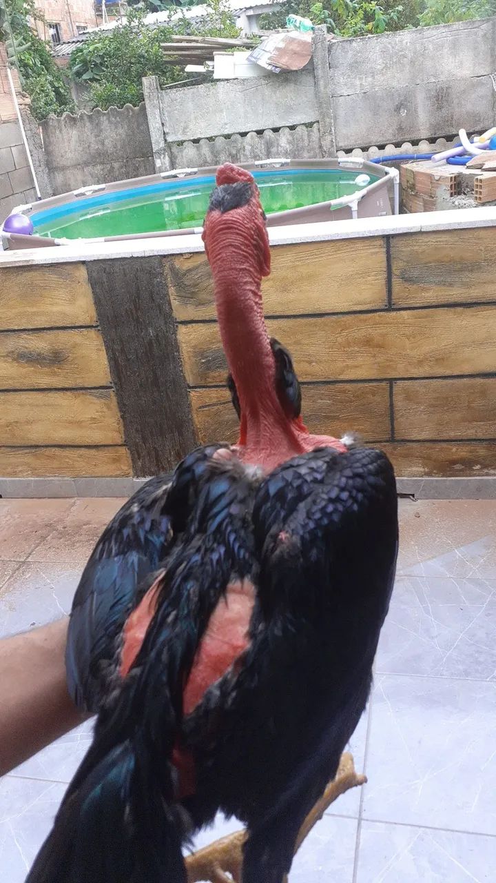 Polaco mandagascar puro - Foto 6