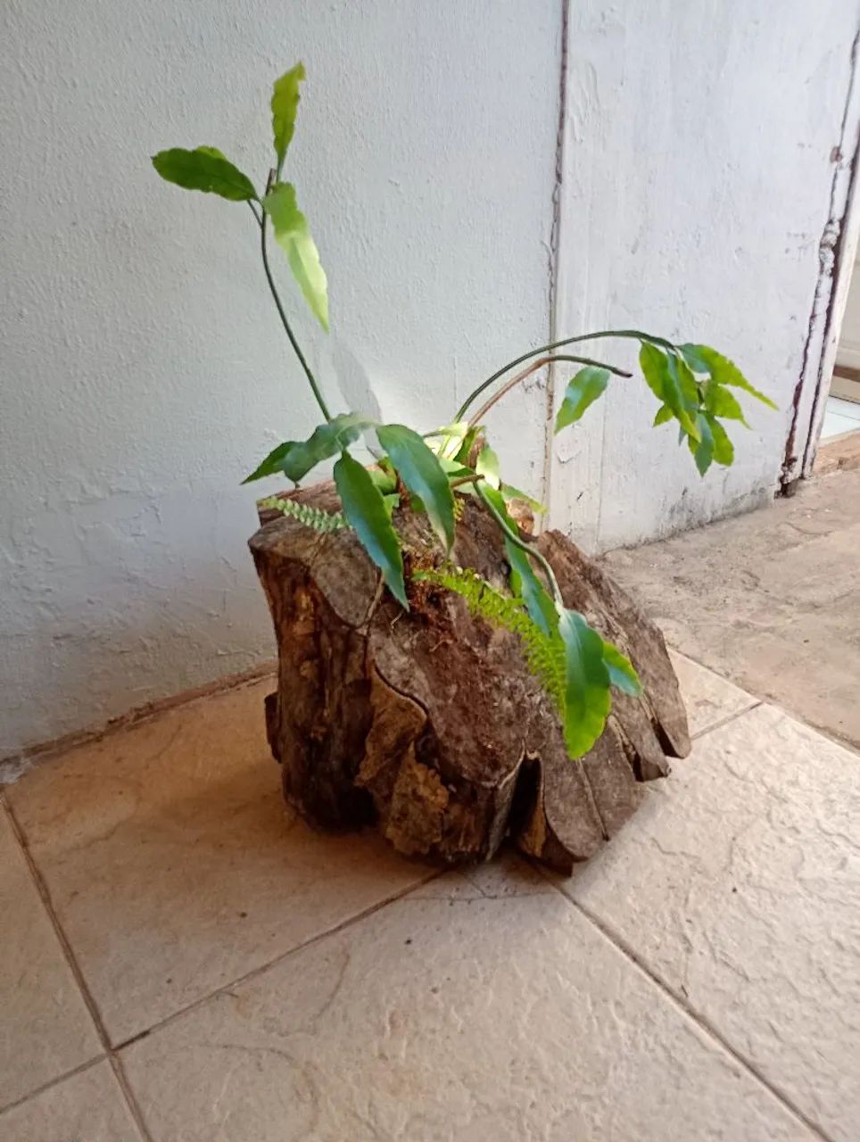 Tronco samambaia e Cacto Orquidea  - Foto 4