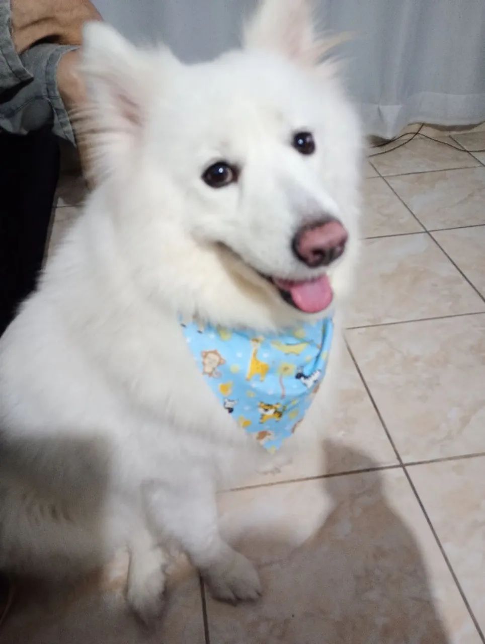 Procuro um cachorro macho da mesma raça pra minha cachorrinha  - Foto 6