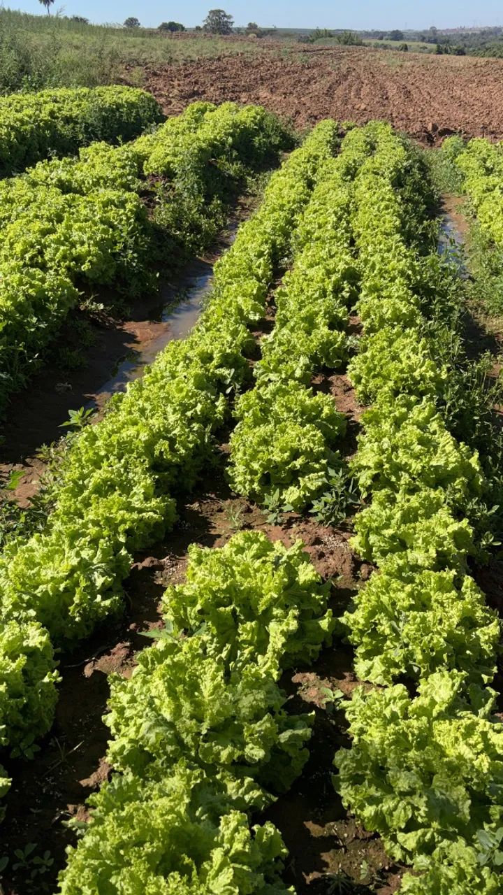 Vendo verduras fresca 