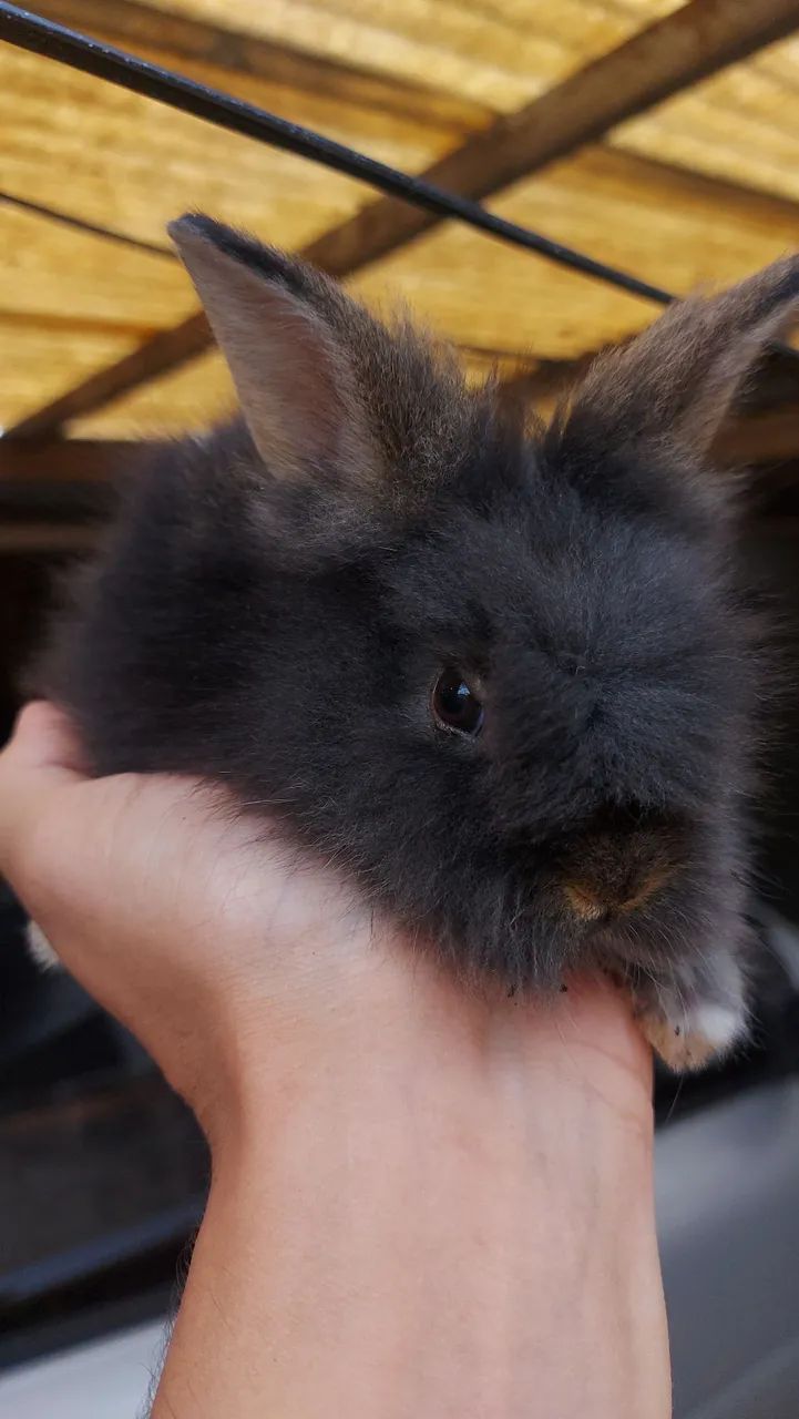 Mini Lionhead a partir de 50 reais em Curitiba - Foto 2