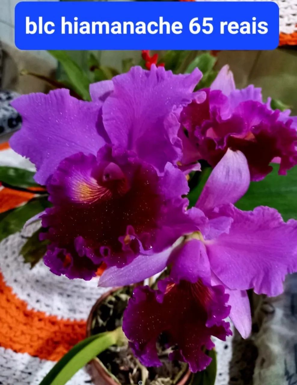 Orquídeas Perfeitas e Maravilhosas