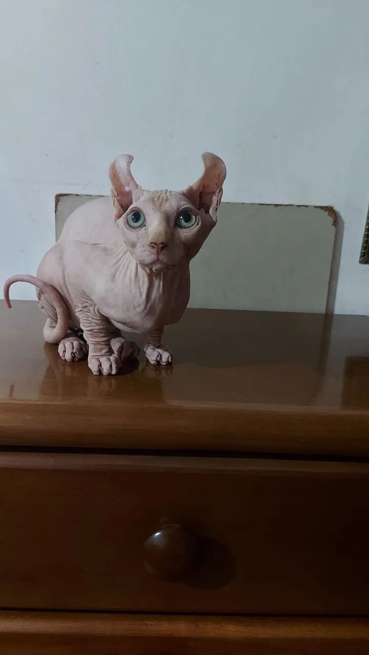 Sphynx Elf Macho  - Foto 4