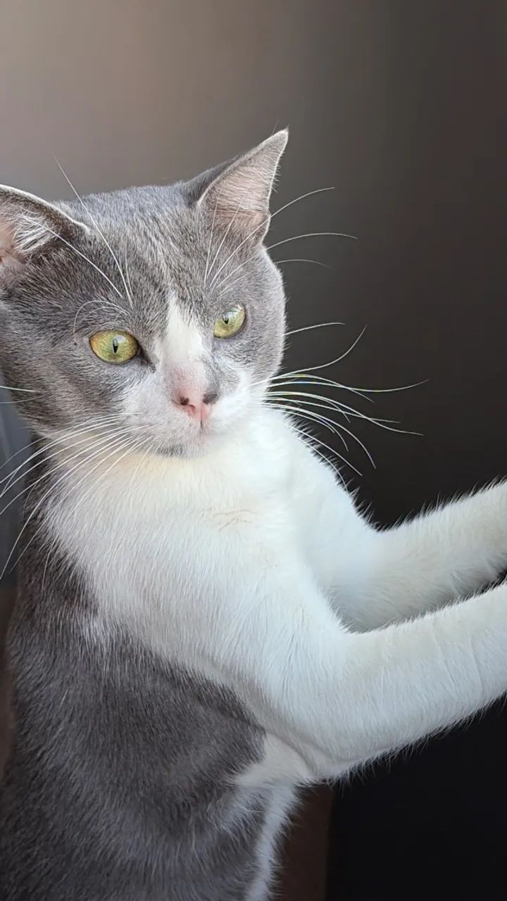 Gato macho - Foto 4