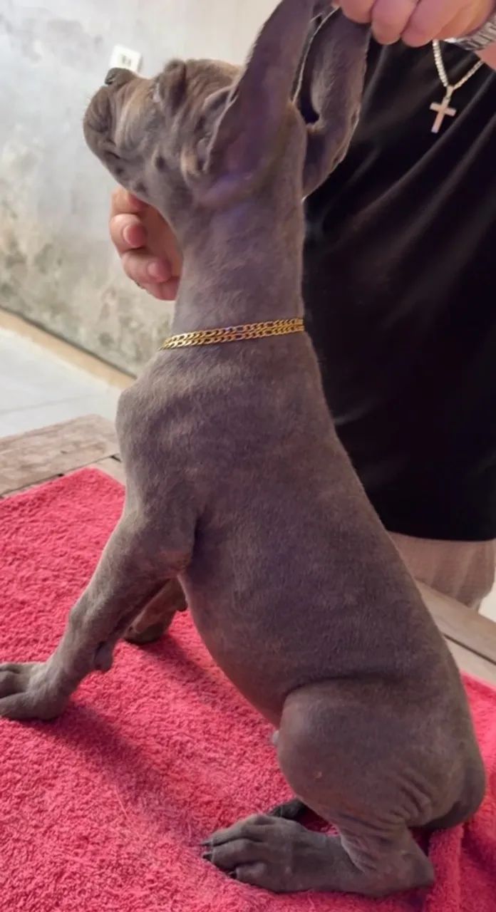 CANE CORSO - Foto 4