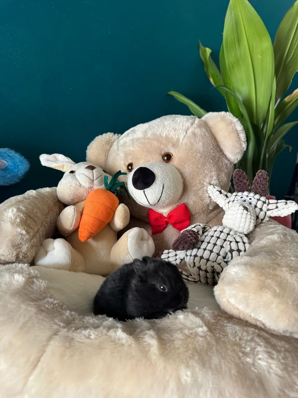 Mini coelho anão netherland  - Foto 6