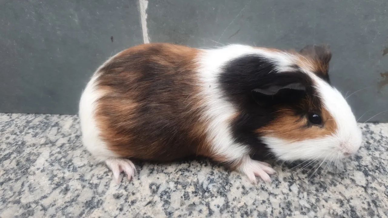 Porquinho da india - Foto 3