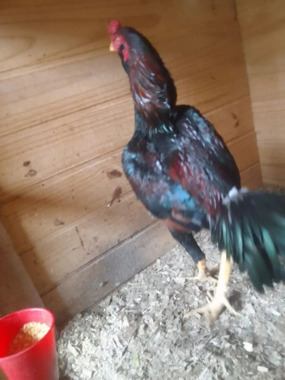 Vendo 6 frangos índio  - Foto 5