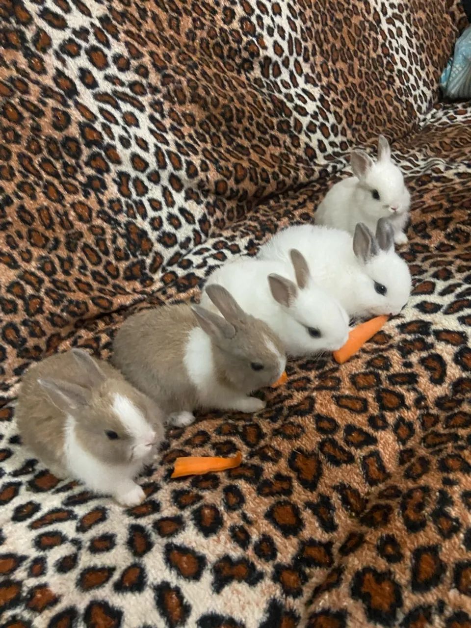 Vendo mini coelhos  - Foto 3