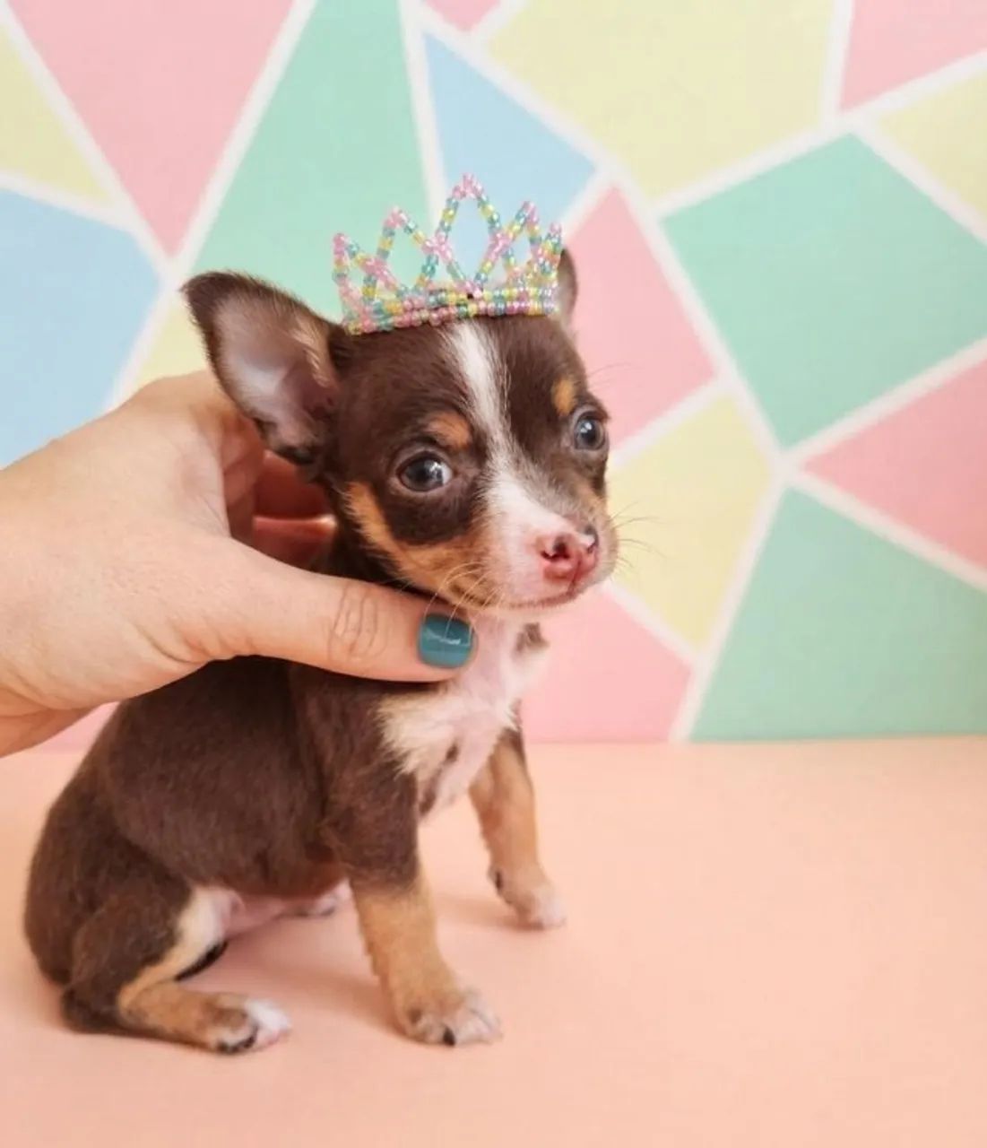 Pinscher coração doce