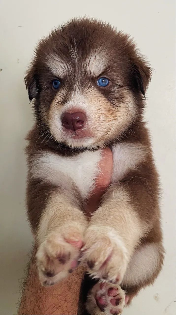 Husky siberiano 