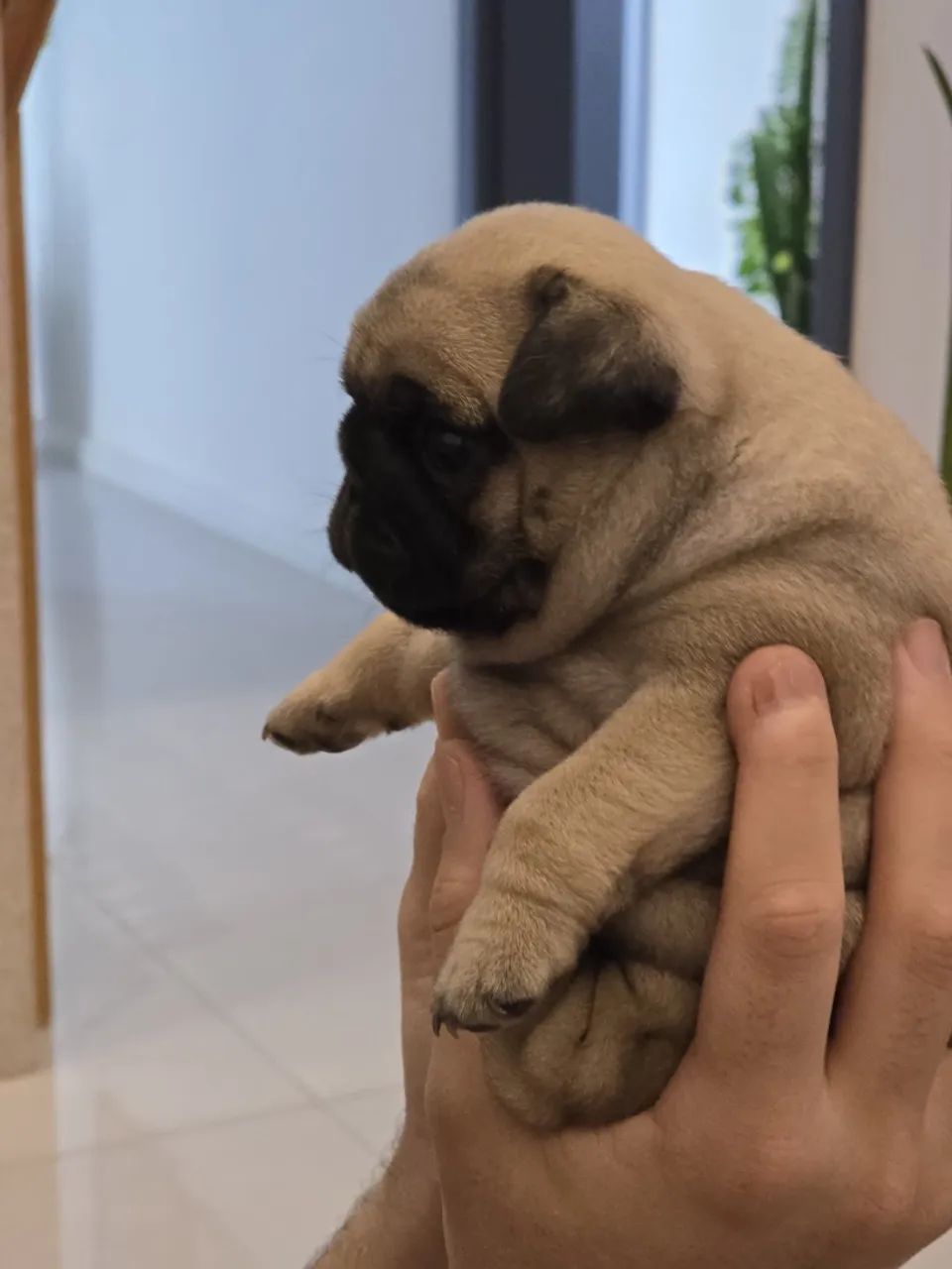 Filhotes de PUG - Foto 2