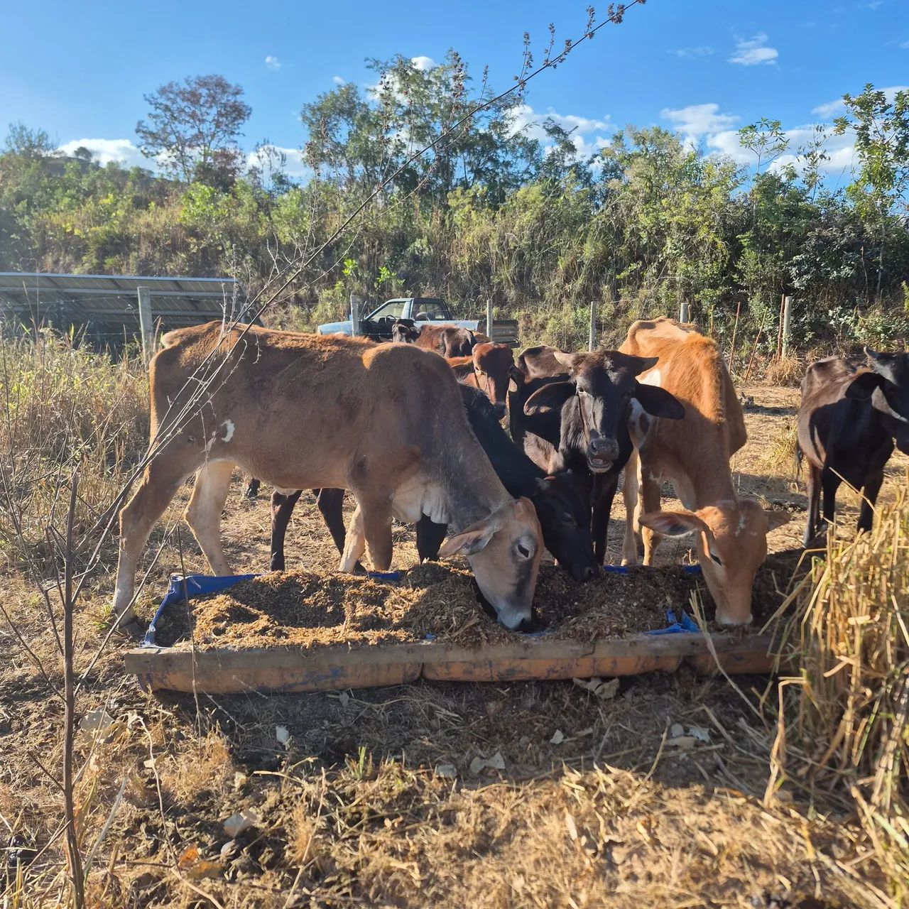Garrotes e novilhas - Foto 2