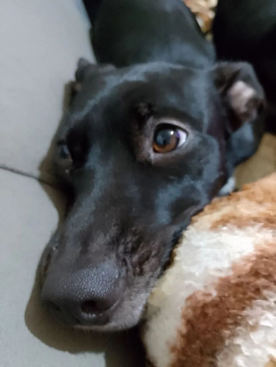 Doa-se cachorra - Foto 3