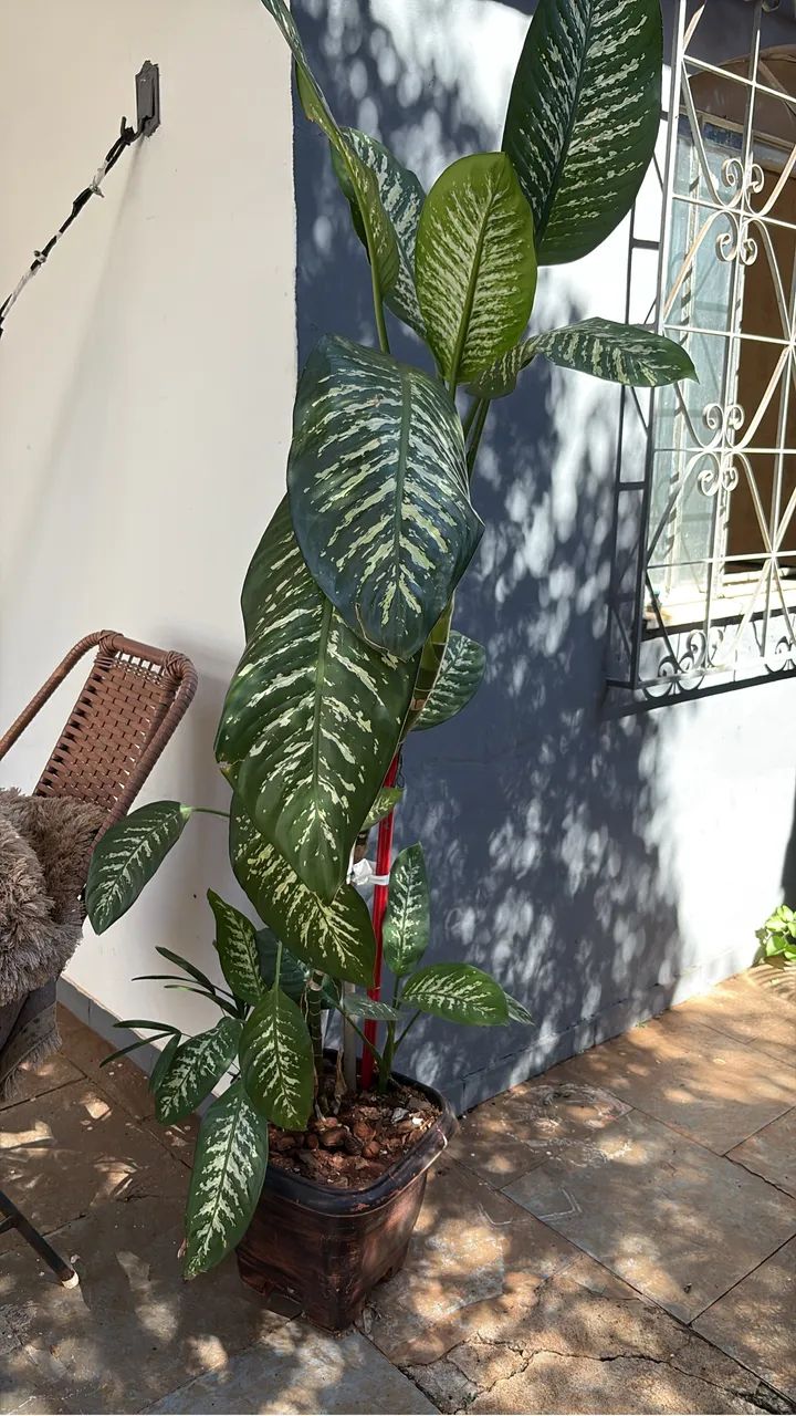 Vendo plantas - Foto 5