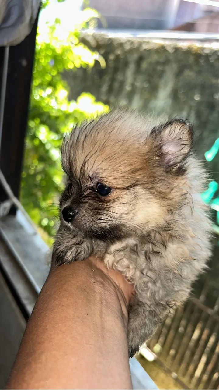 Spitz alemão filhote 