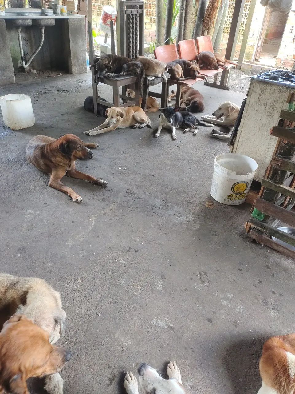 Preciso de uma pessoa pra trabalhar em abrigo de animais 