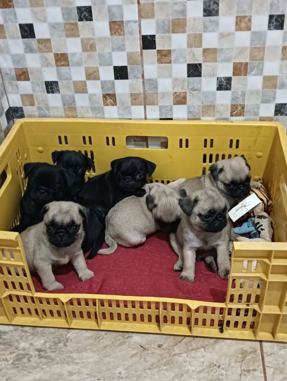 Cachorro pug  - Foto 5