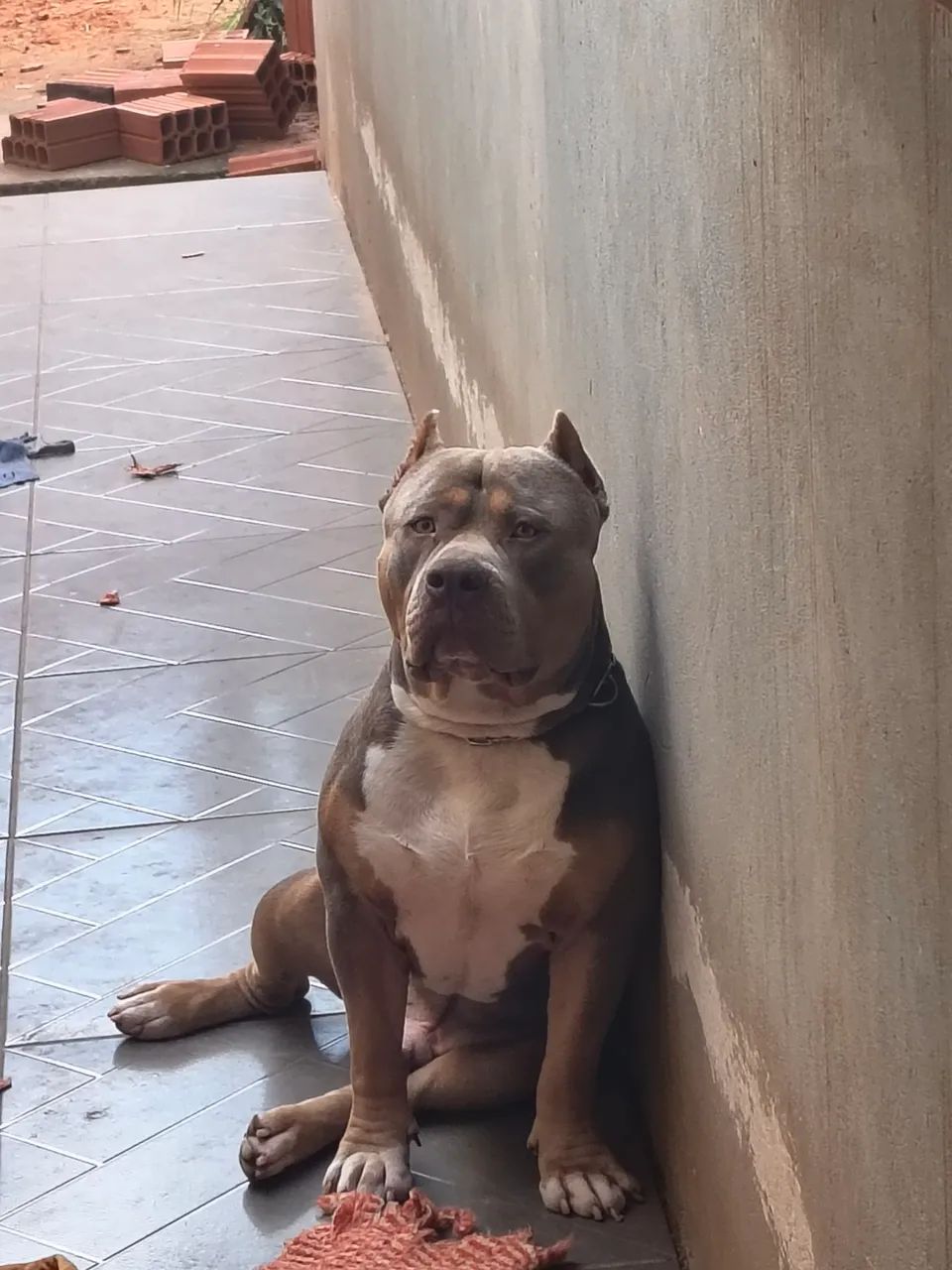 American Bully para cobertura 