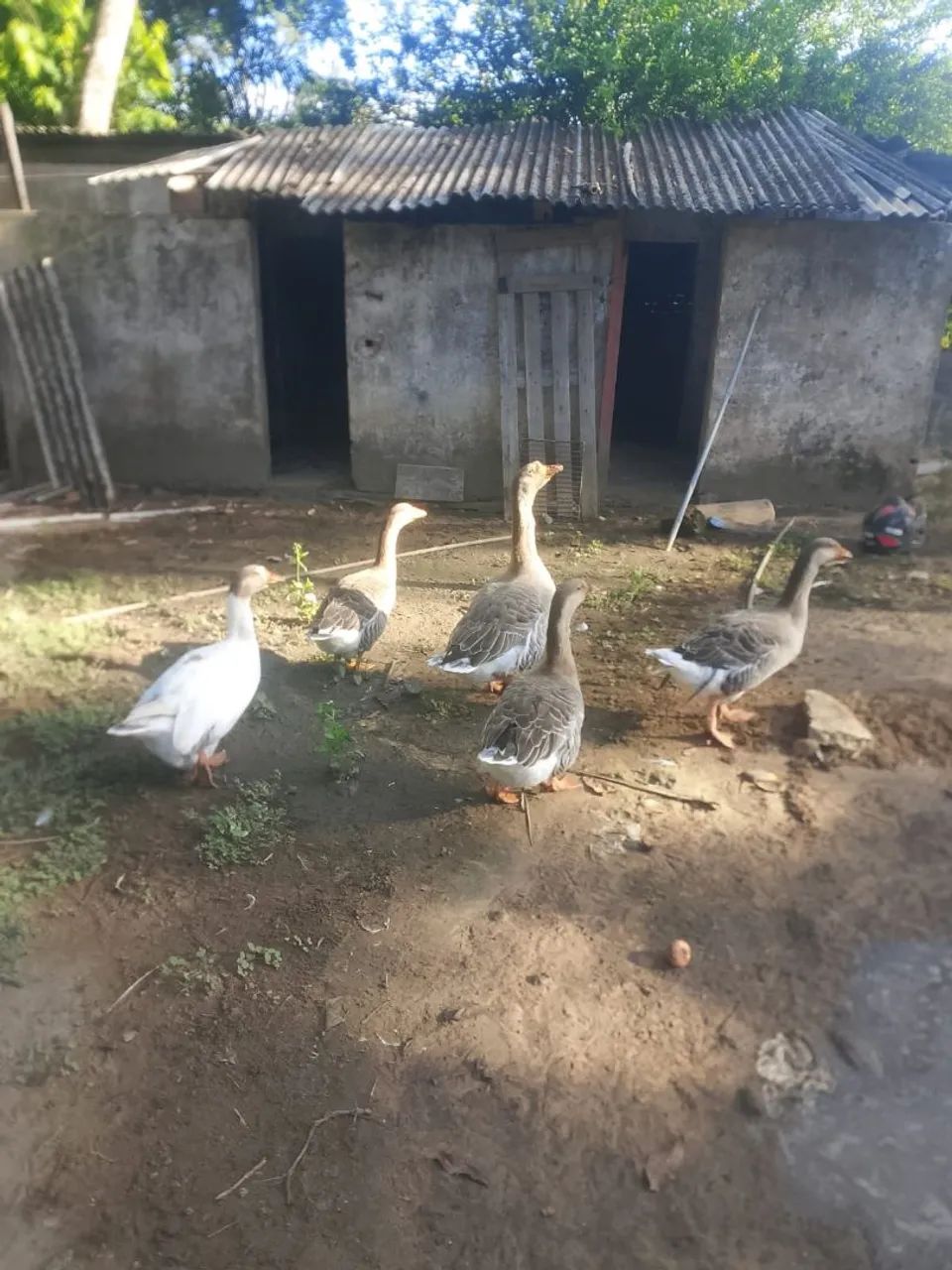 Vende-se Gansos  - Foto 2